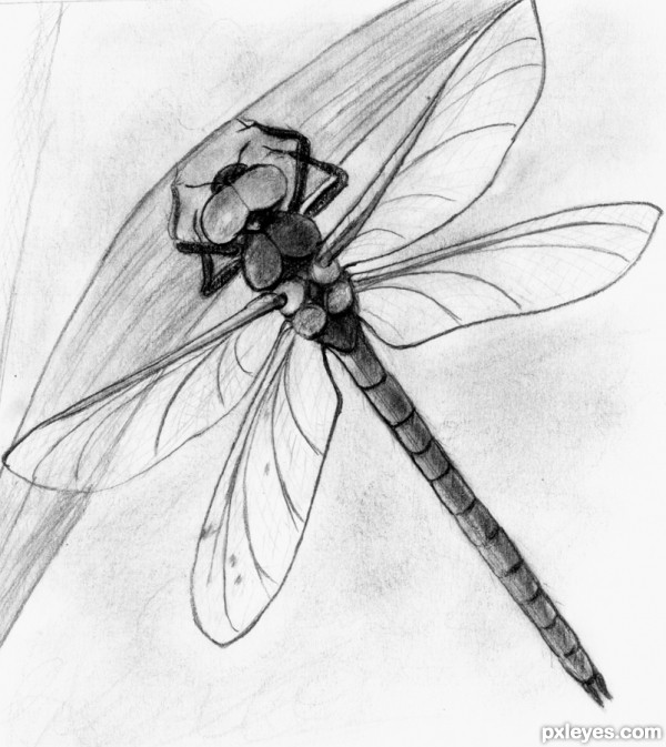 Creation of Dragonfly: Final Result